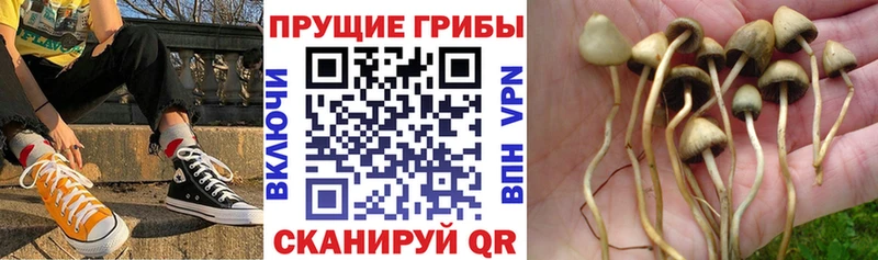 Псилоцибиновые грибы Psilocybe блэк спрут как войти Лабинск